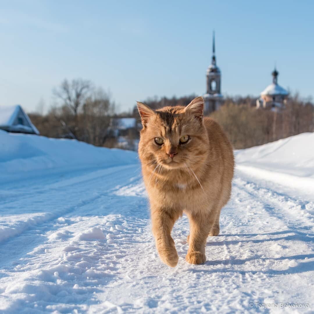 Что делать, если кошка убежала из дома? | 😻Домашние животные 🐈 | Дзен