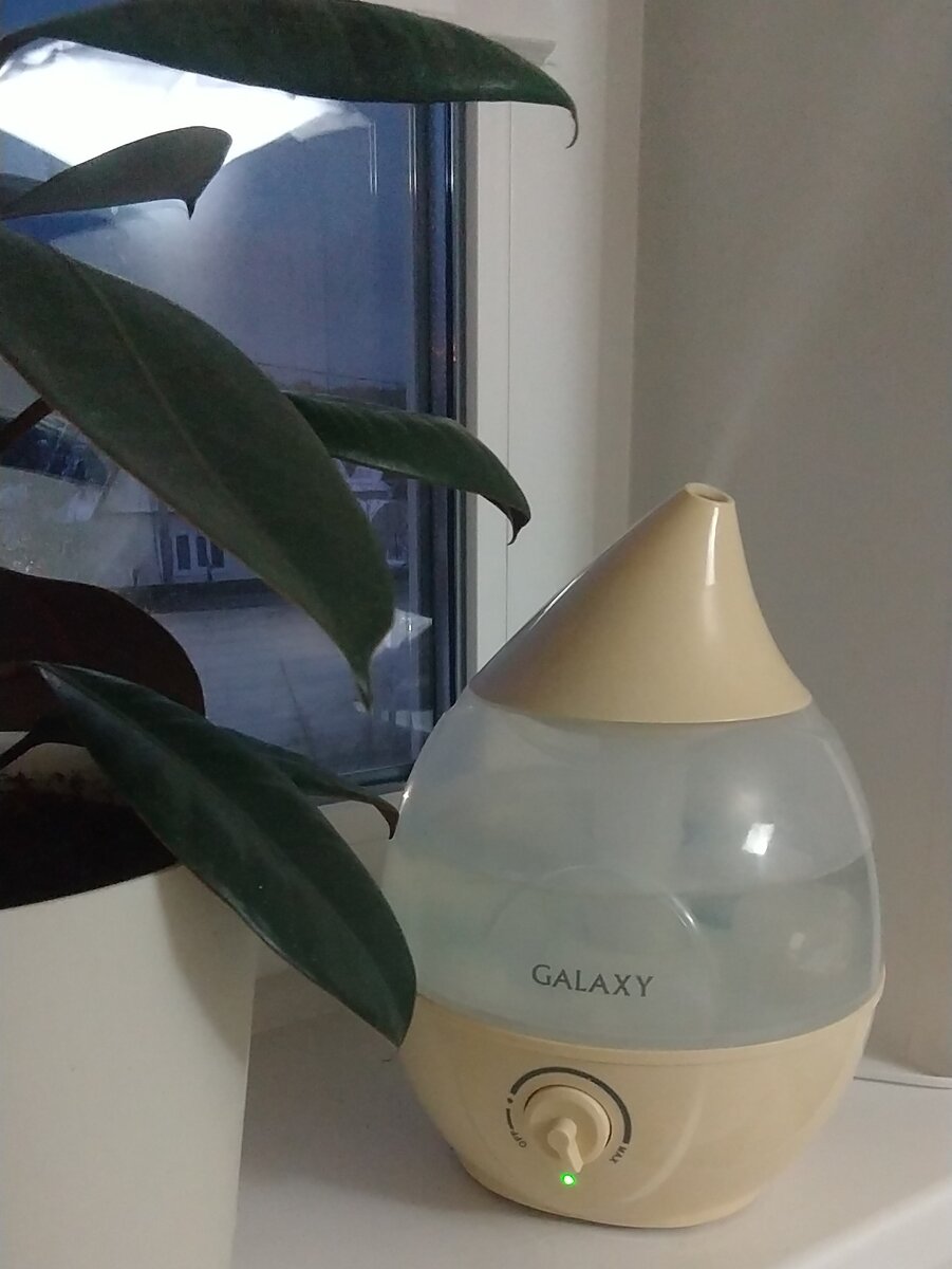 Фикус одобряет 👍