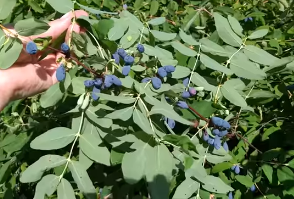 Ягоды Синей птицы эллипсовидные