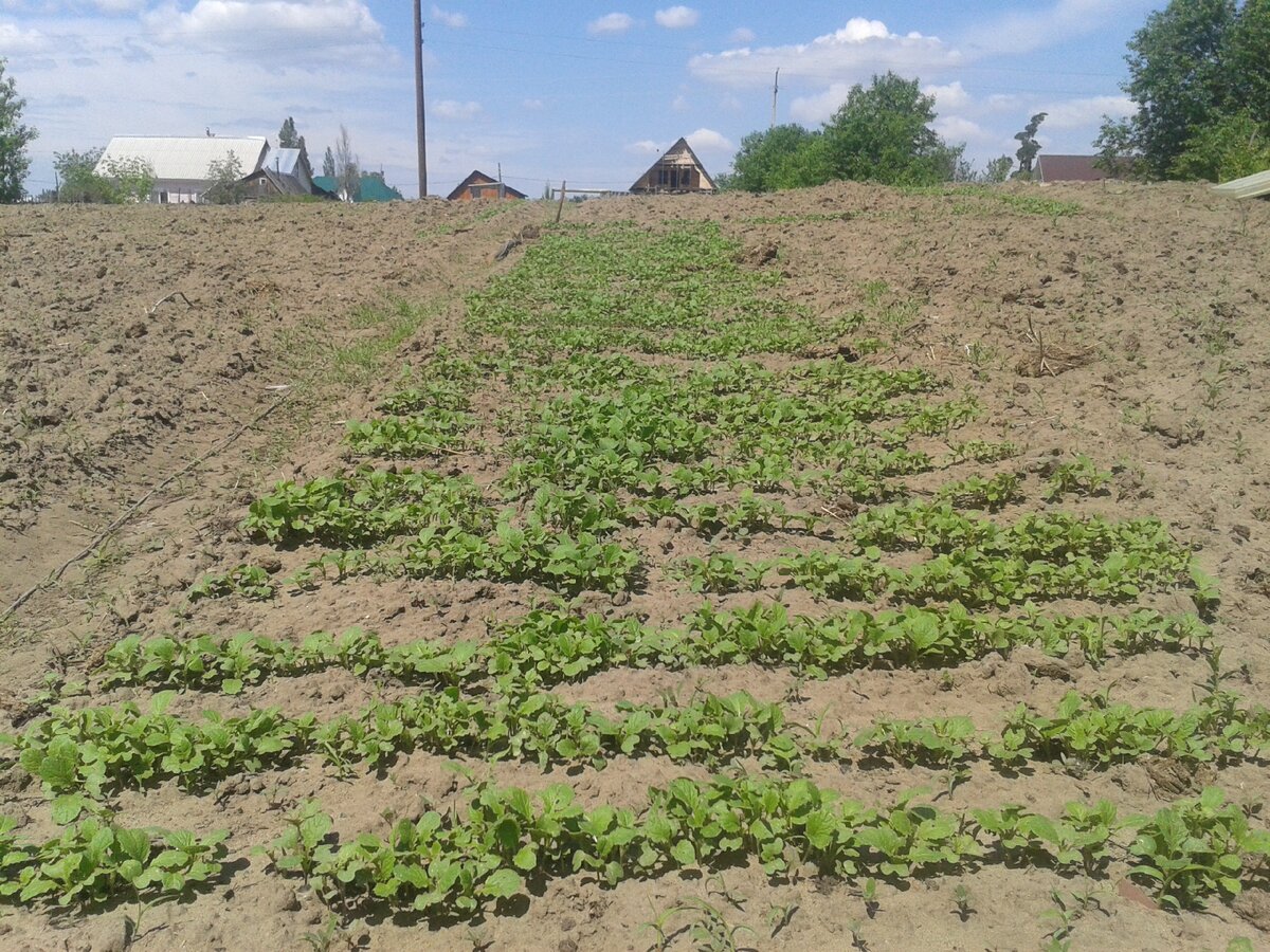 Взошла белая горчица в междурядьях картошки.