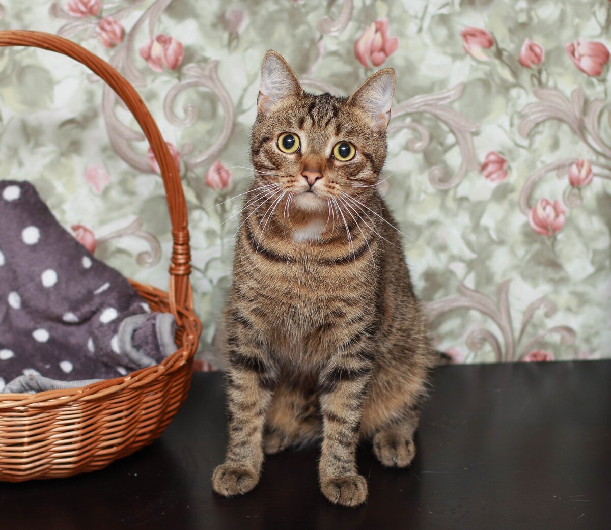 Федор не самый шустрый кот, он может и с удовольствием попозировать перед камерой, что редкость среди котов