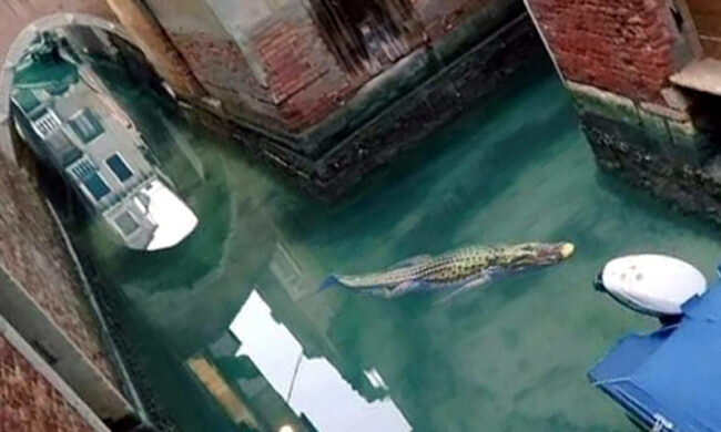 ВНИМАНИЕ! ЭТО ФОТОШОП!!! пока что в каналах Венеции нет крокодилов (фото – primamilanoovest.it)