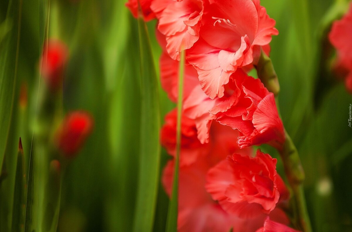 ГЛАДИОЛУСЫ- растения незимостойкие. Затяжные и холодные зимы они не переносят, поэтому осенью их приходится регулярно выкапывать и отправлять на хранение, которое зависит от многих факторов, в первую очередь от правильной агротехники: своевременная уборка, правильная сушка и обработка луковиц.