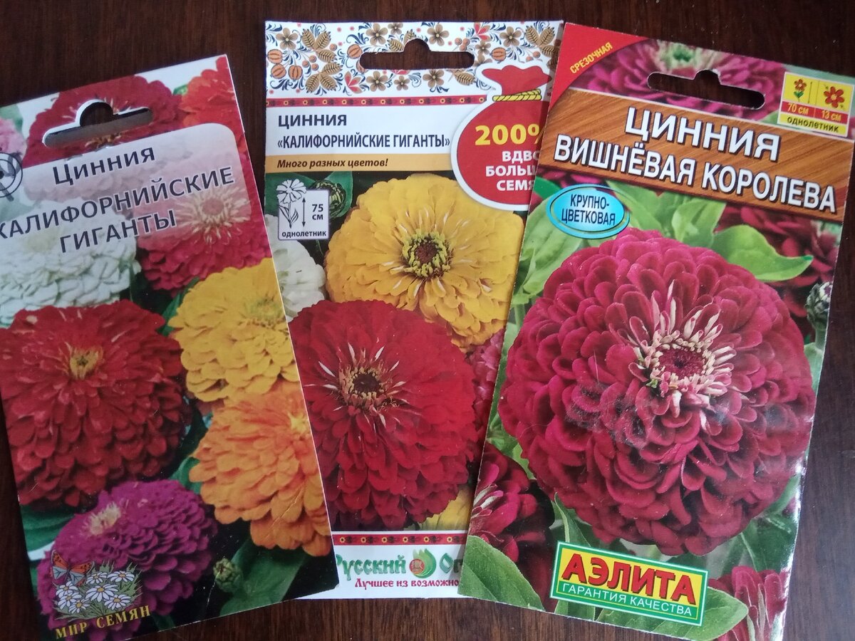 Цинния Калифорнийские гиганты, цинния Вишневая королева