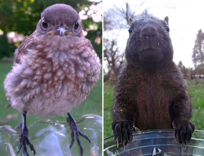 Каждый день приходят новые гости. Фото: Ostdrossel