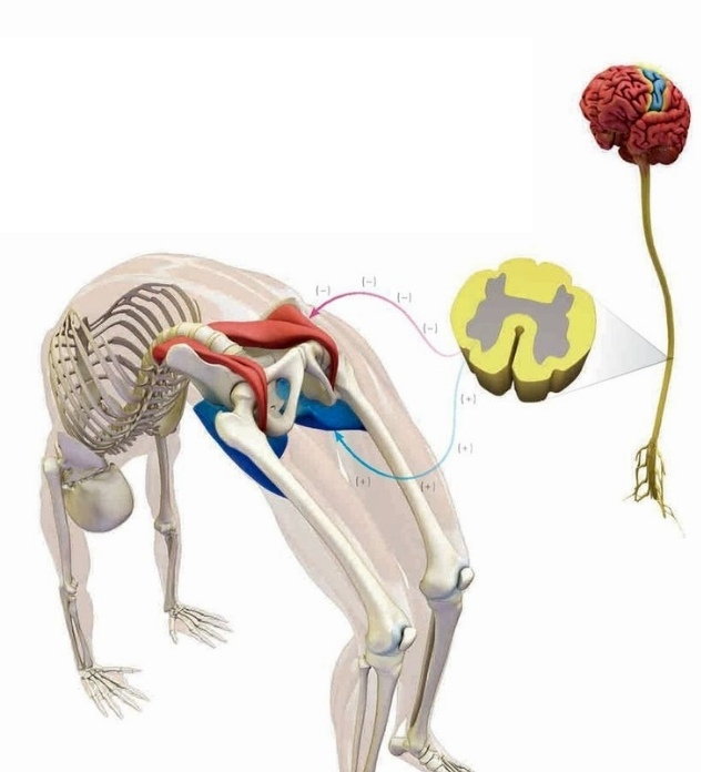 Когда вы сознательно сокращаете мышцу, мозг подает антагонисту сигнал расслабиться. Это явление называется взаимным торможением, Большие ягодичные мышцы сокращаются, чтобы разогнуть ноги в тазобедренных суставах. Одновременно мозг дает сигнал большим поясничным мышцам (основным сгибателям бедер) расслабиться. Теперь вы можете их растягивать.