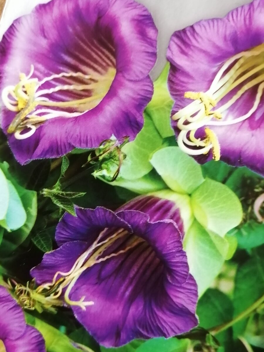 Кобея лазающая Фиолетовая. 