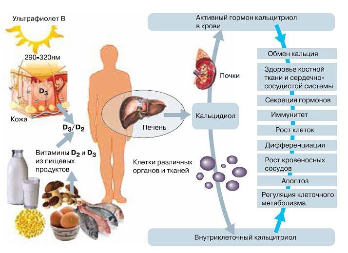 Рис. 2 Пути получения витамина D организмом 