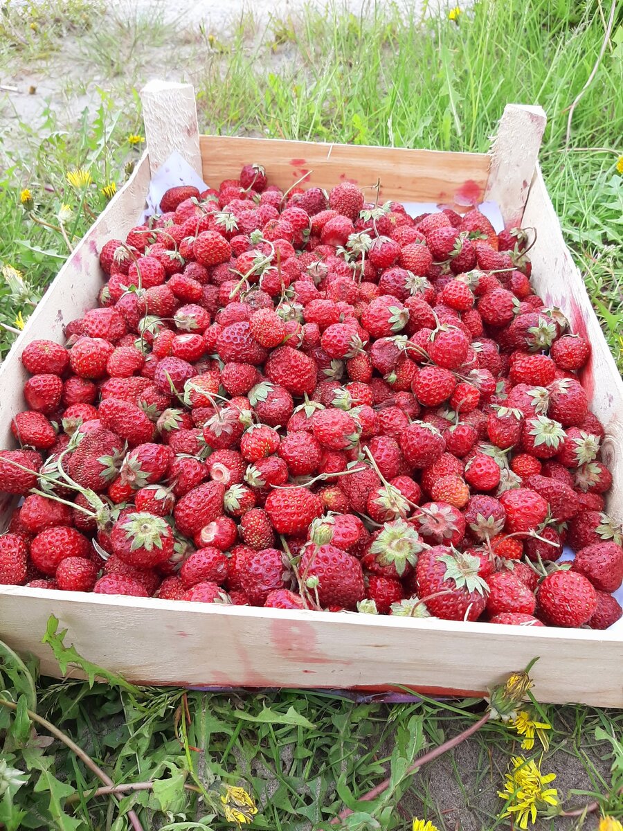 ЧЕМ МЕЛЬЧЕ, ТЕМ СЛАЩЕ.