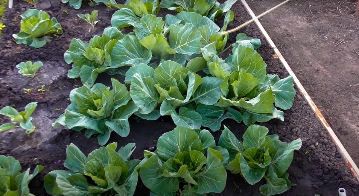 Капуста нуждается в подкормке