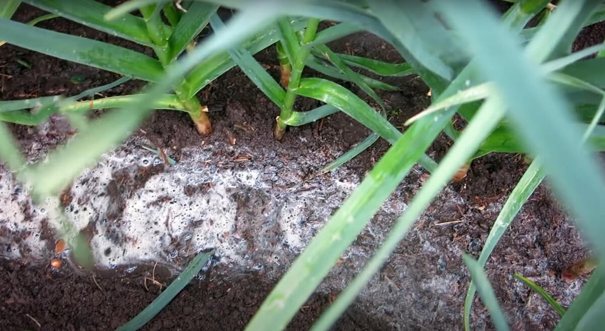 Проливаем подкормку между рядков чеснока