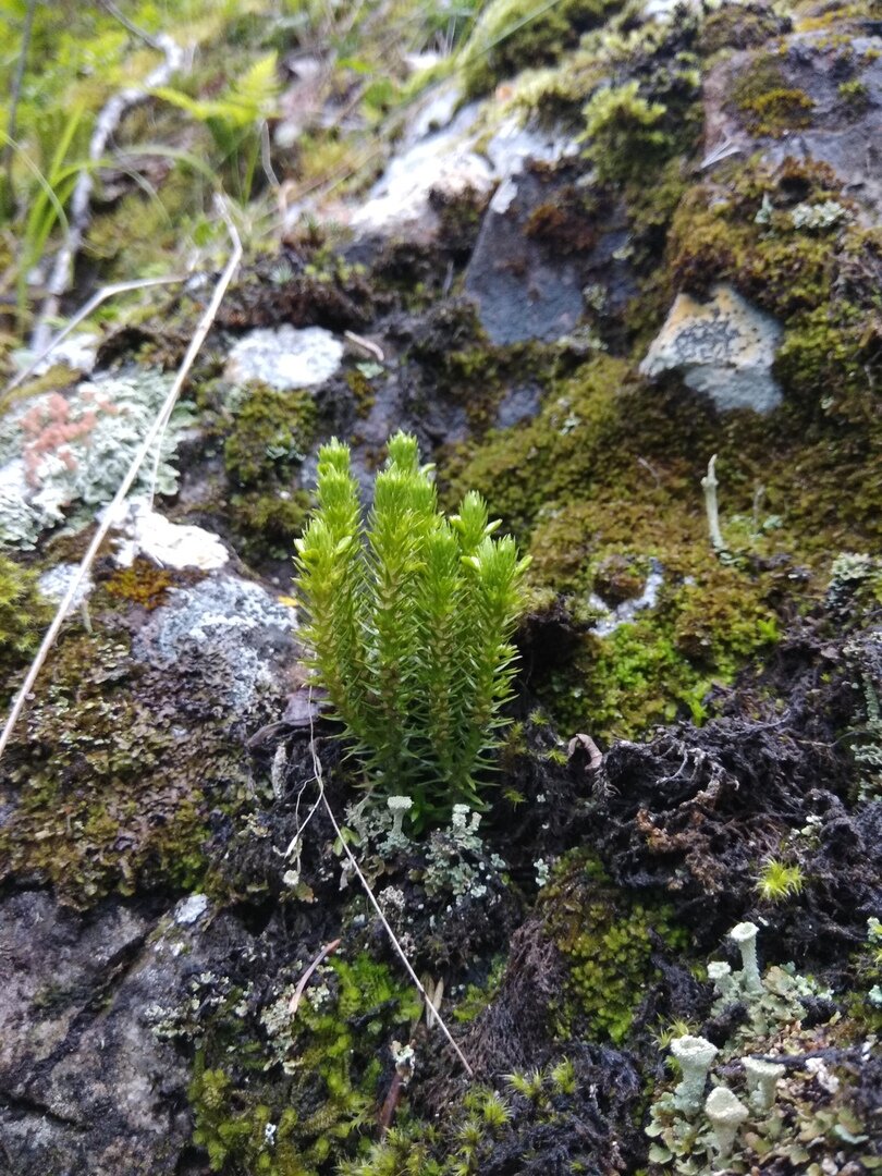 2018, Хамар-Дабан, Россия, фото из семейного архива