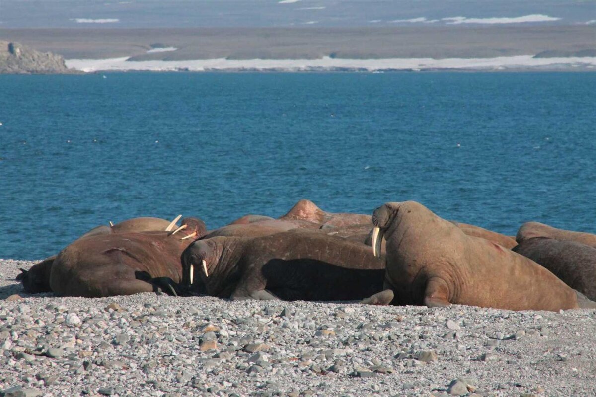 Русская Арктика» и WWF России займутся сохранением атлантических моржей |  Go Arctic | Дзен