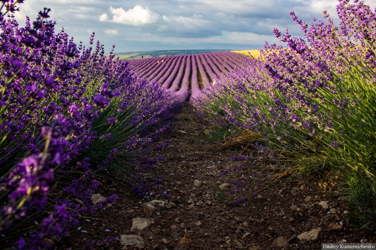 Фото лаванды в крыму