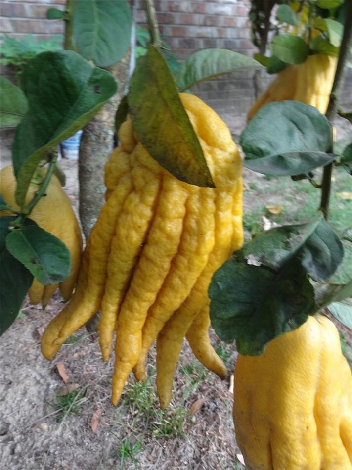 Цытрон  Рука Будды.