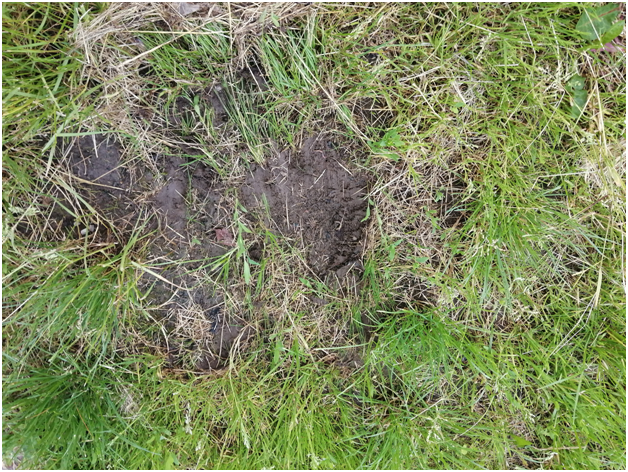 Ямы в газоне, оставленные собаками