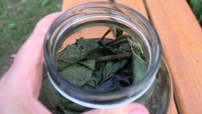 Наиболее концентрированный препарат — настойка листьев лопуха