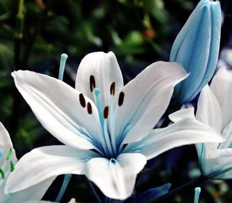 Лилия в саду