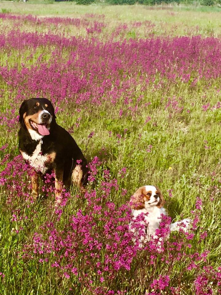 обожает гулять 