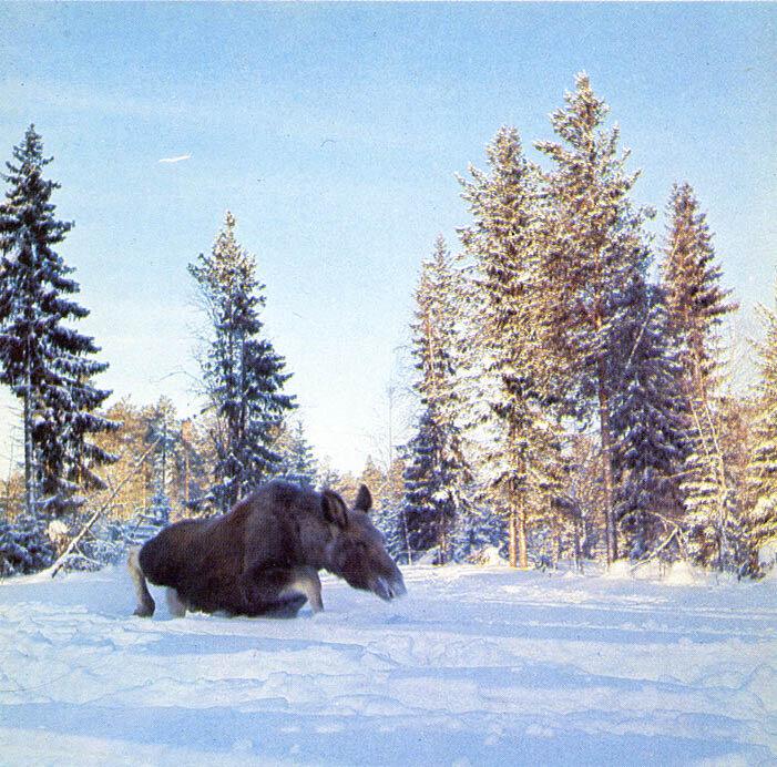 Лось в глубоком снегу