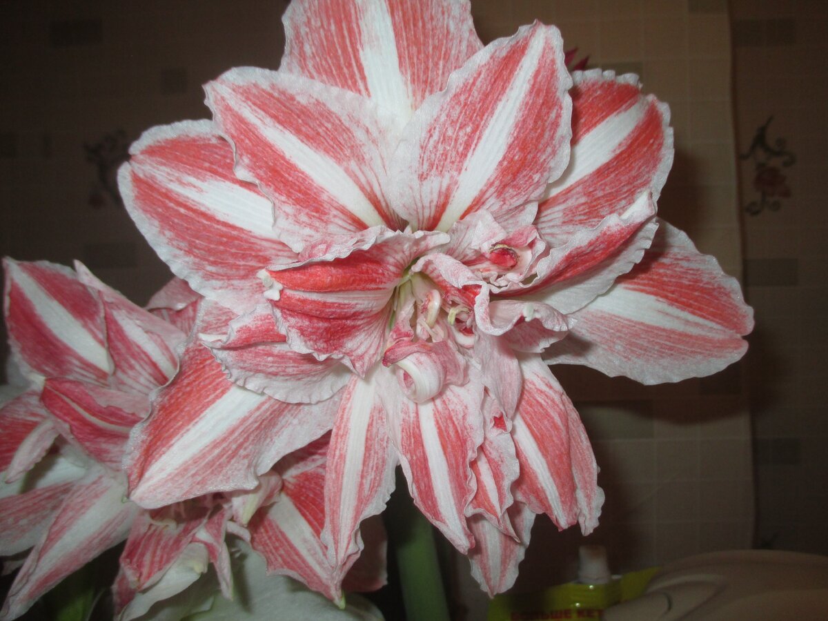 И это тоже мой гиппеаструм