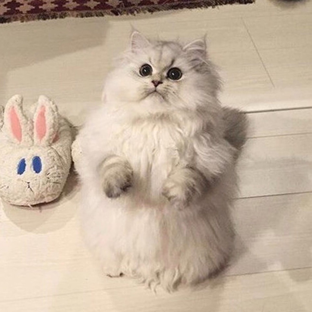 фото из открытых источников. Но это наш герой - Василий)