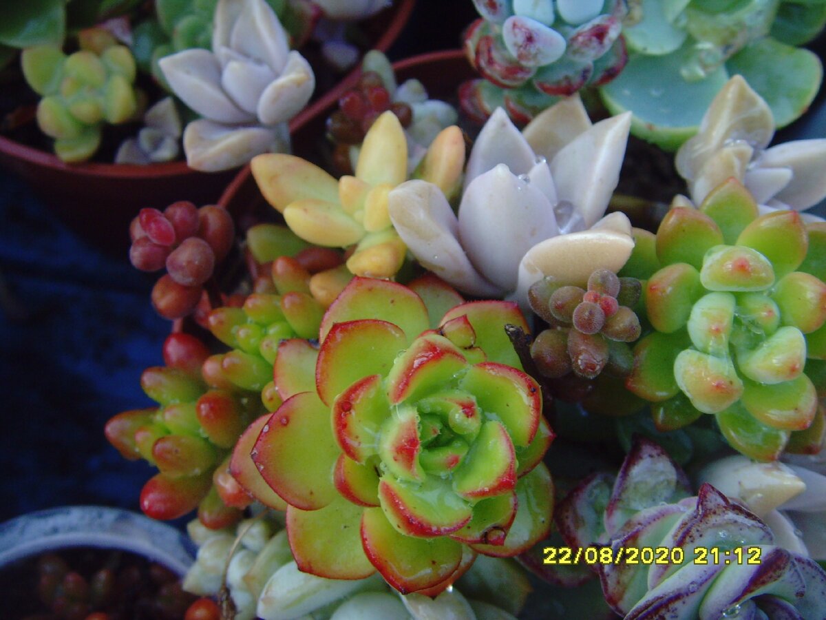 суккуленты собственно))