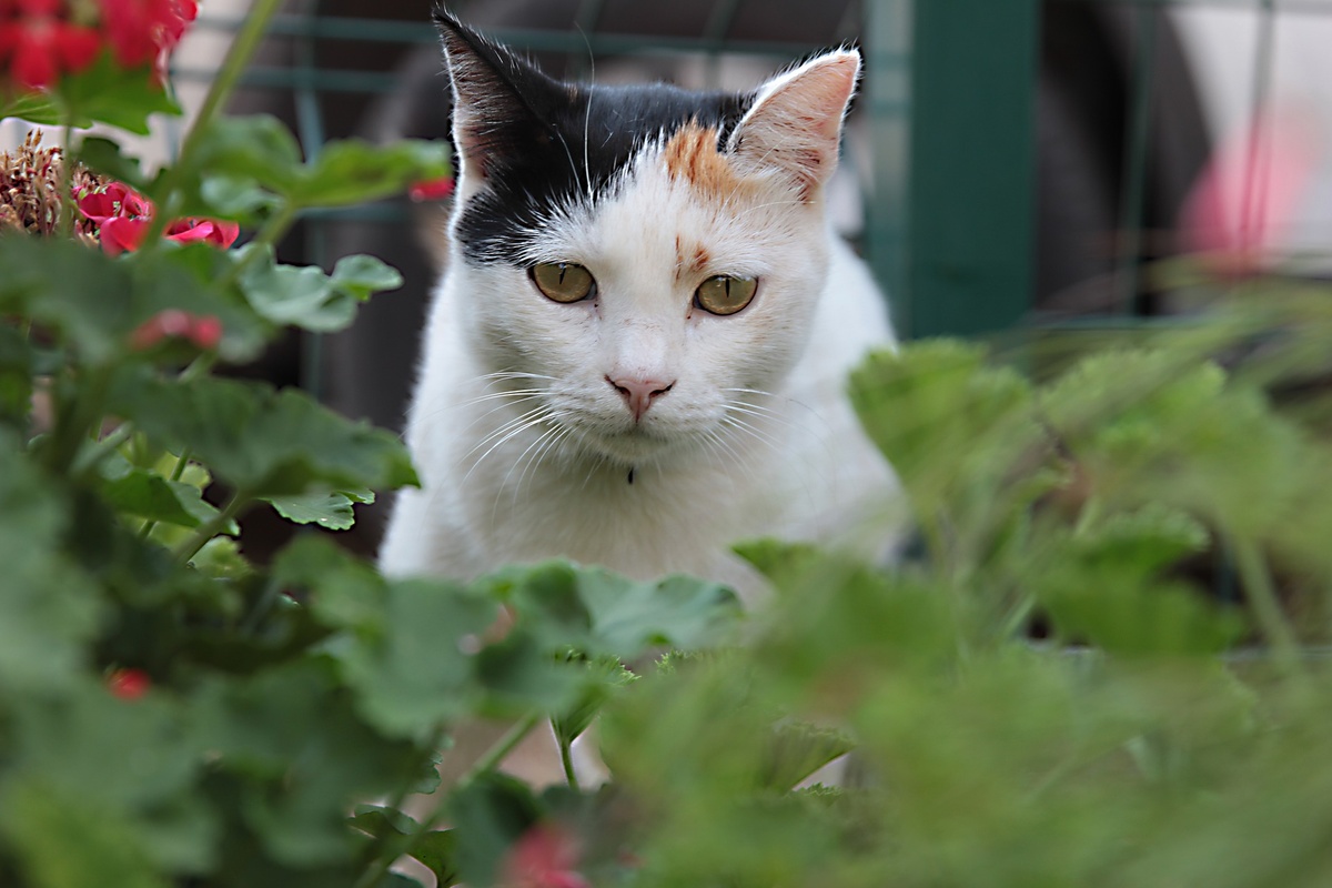 Даже котикам бывает грустно. Фото: pixabay.com