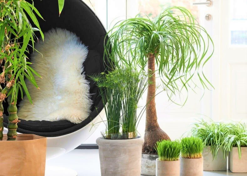 Комнатные растения и питомцы