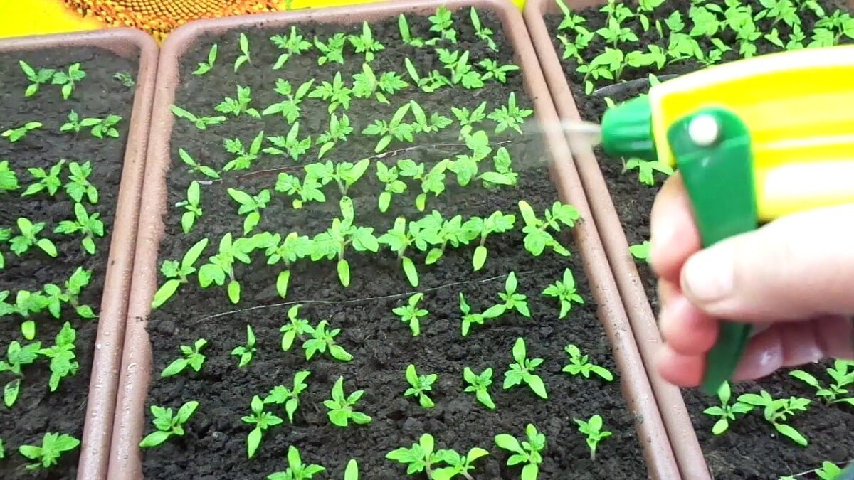 Некачественный посадочный материал. Выращивает ли молодежь рассаду. Огородник из Рязани посев томатов на рассаду. Посадка помидор на рассаду видео