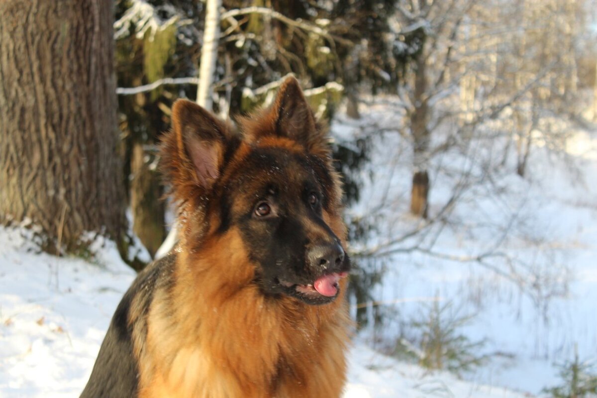 пес из породы хранителей глава 4