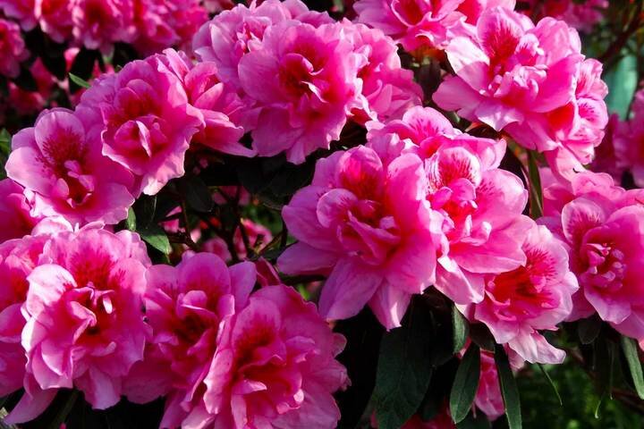 Розовые цветения азалии