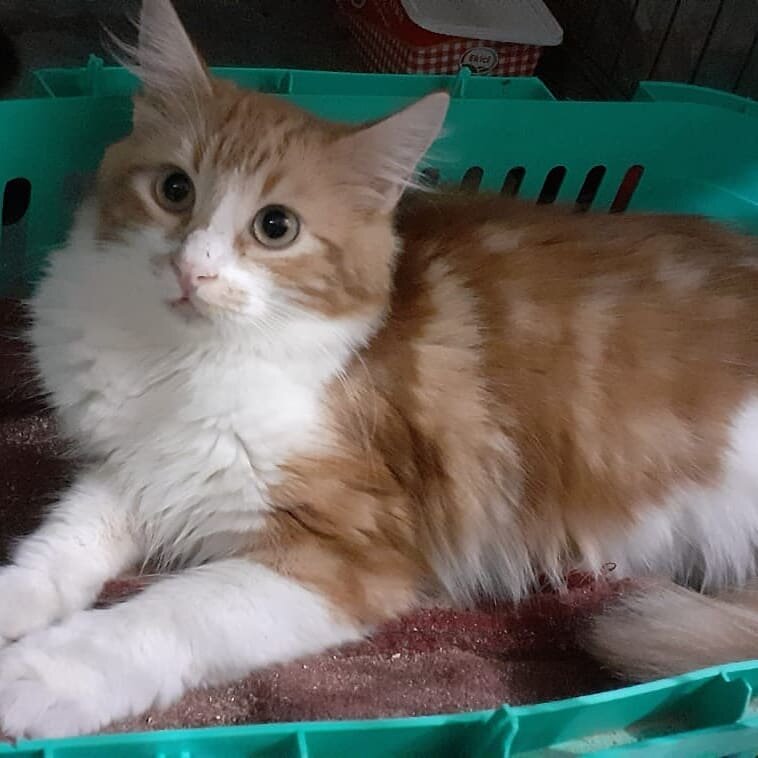 Мальчишка Ракун, 6 месяцев, ждет свою семью.