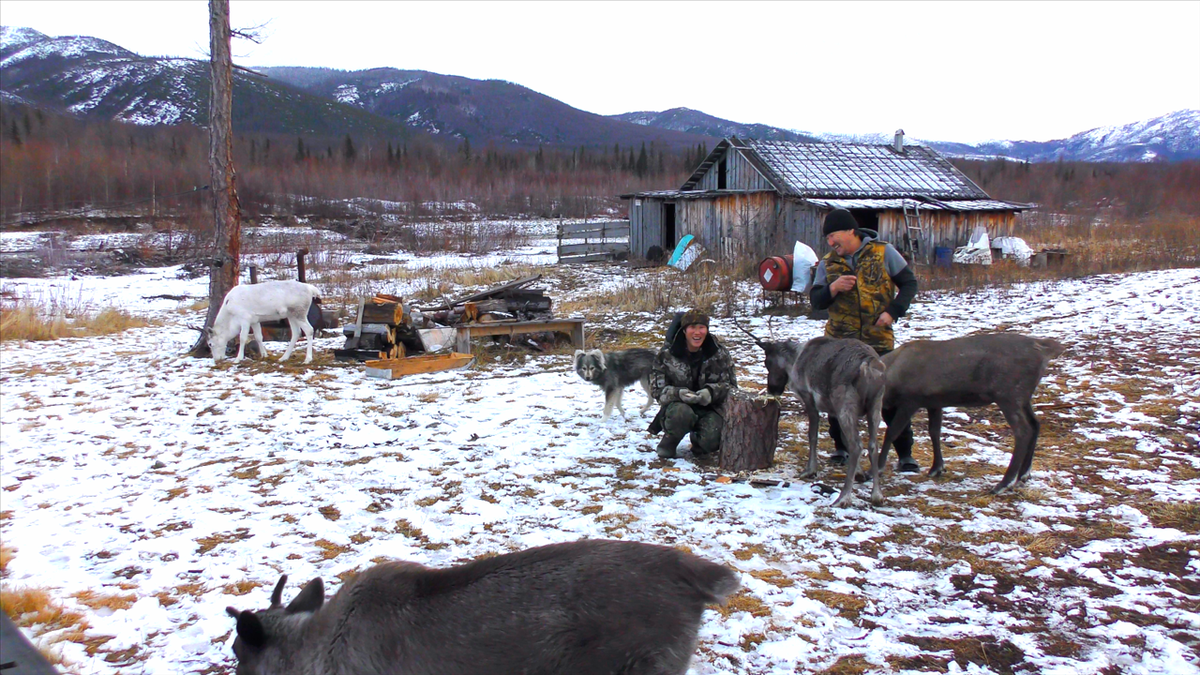 Оленеводческая база