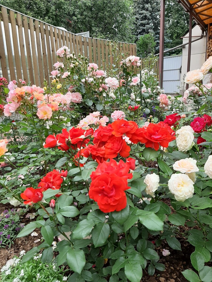 Красная Satchmo, слева  Jazzz, справа Pastella. Основной розарий. 