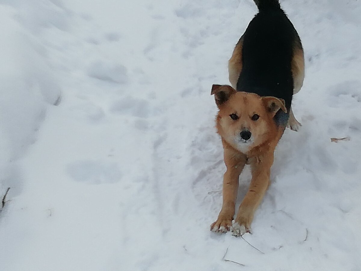Рекс-Пэкс-Чебурекс. 