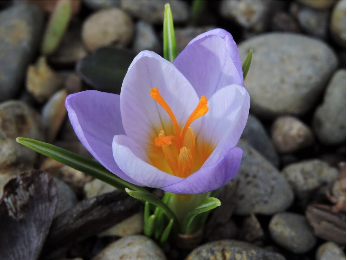 Crocus sieberi (фото из яндекс-картинки)