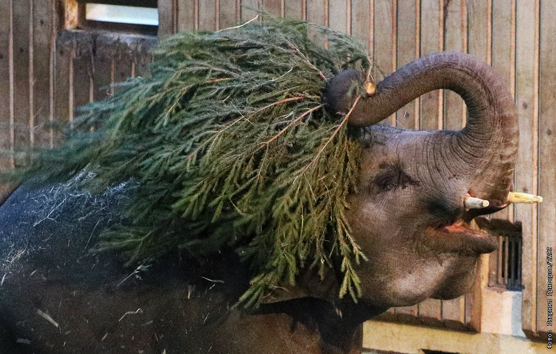 Зоопарк елки. Белый медведь наряжает елку. Елка в зоопарке. Зоопарк елки. Елки в зоопарках для животных.