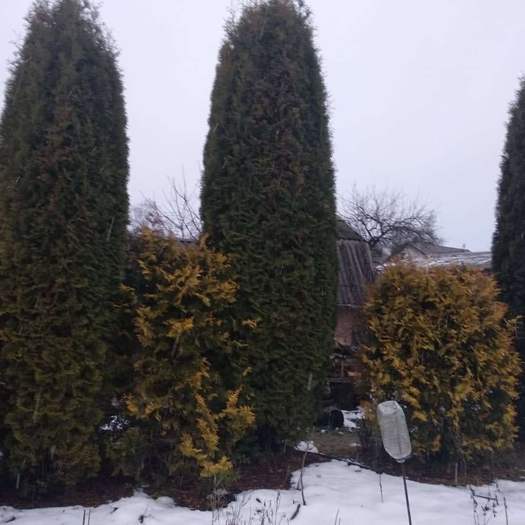 Живая изгородь из туи Голден Смарагд и узкоконической формы