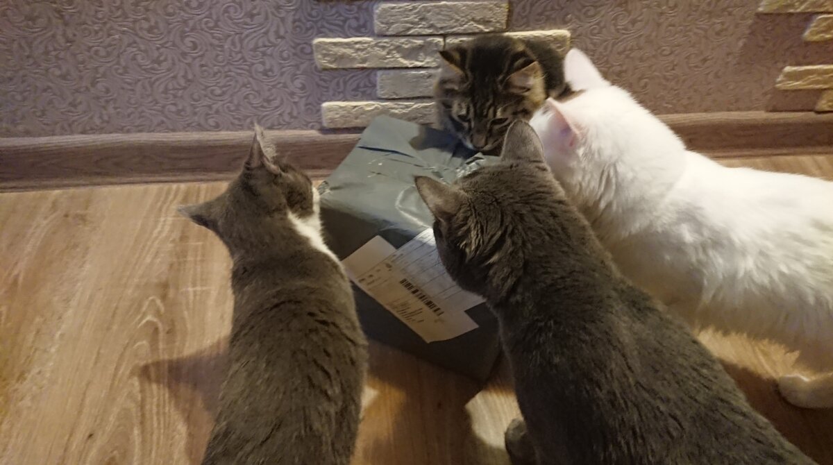 Вот так, с любопытством и нетерпением, в нашем прайде встречают посылочки