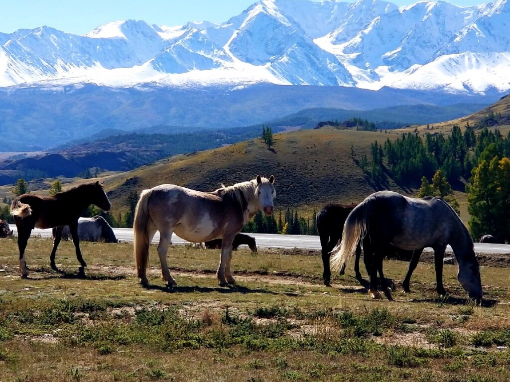 Плато укок горный алтай фото