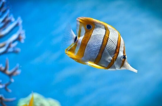 НЕСКОЛЬКО УРОКОВ, КОТОРЫМ УЧИТ НАС ПРИРОДА