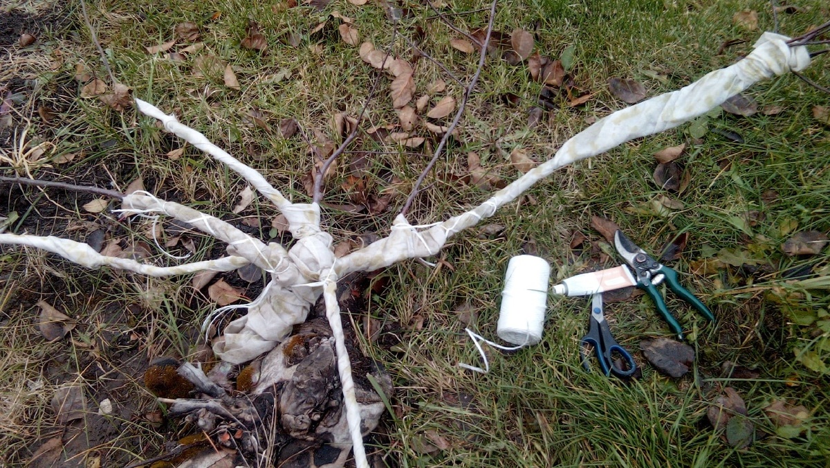 Мелба-после подготовки к зиме