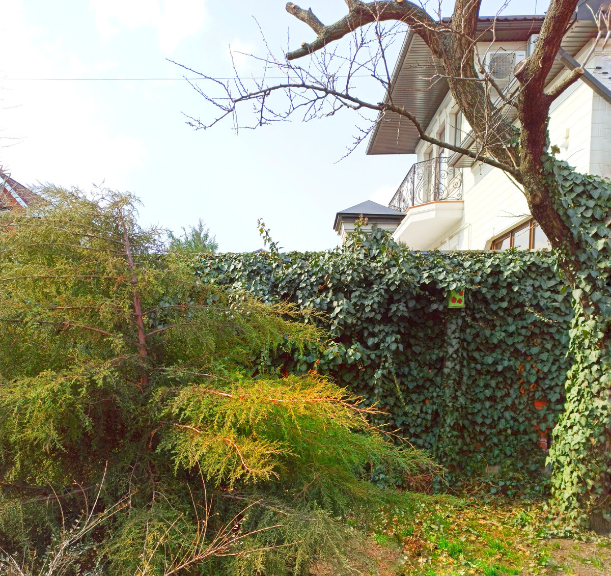 Наш забор зимой. Фото автора