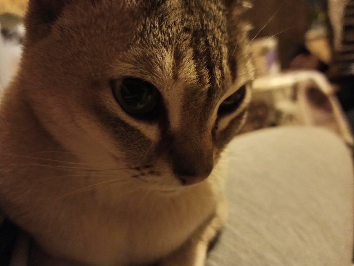 Где моя еда?