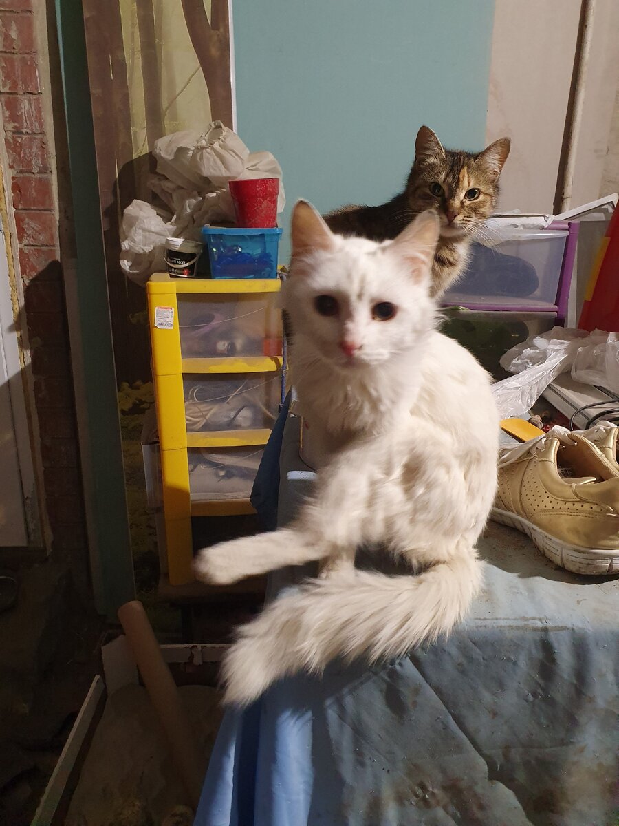 Цицерон и Алиса
