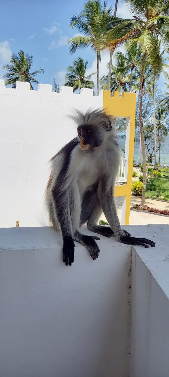 Такие обезьянки живут в Джазани Форест. У нас бегала по территории