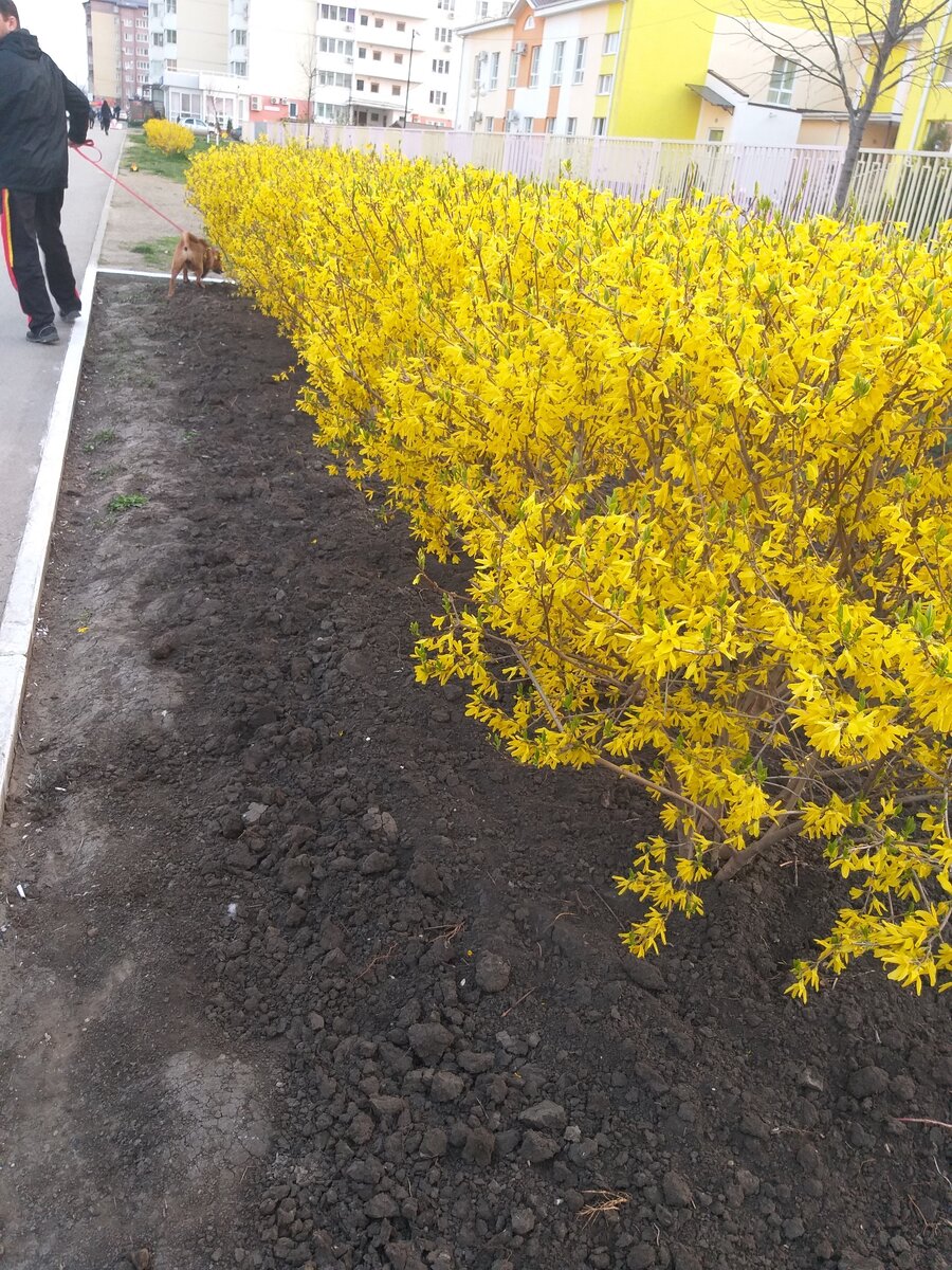 форзиция(фото сделано автором в г. Краснодар)