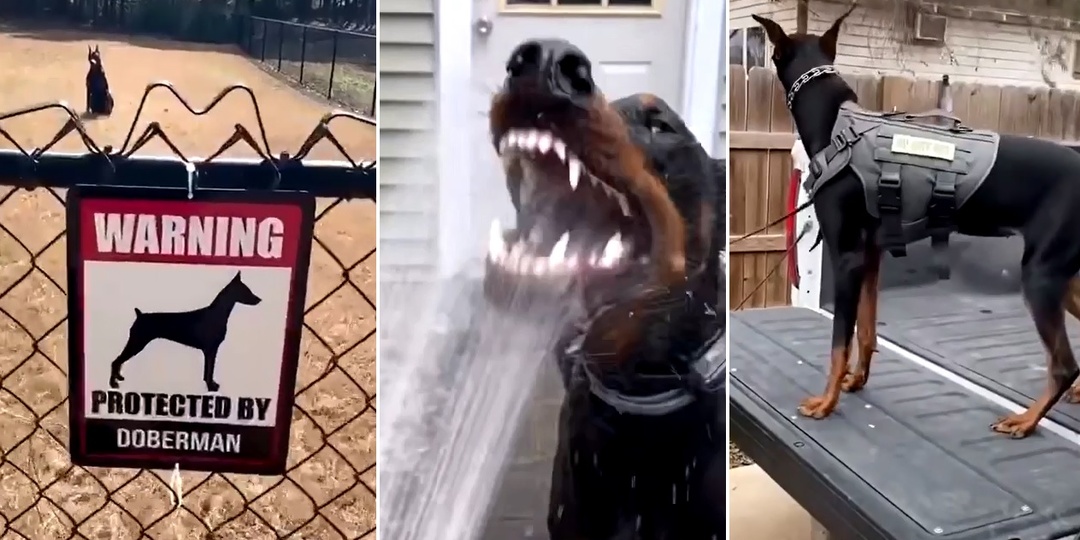 Добрый доберман, злюка пинчер