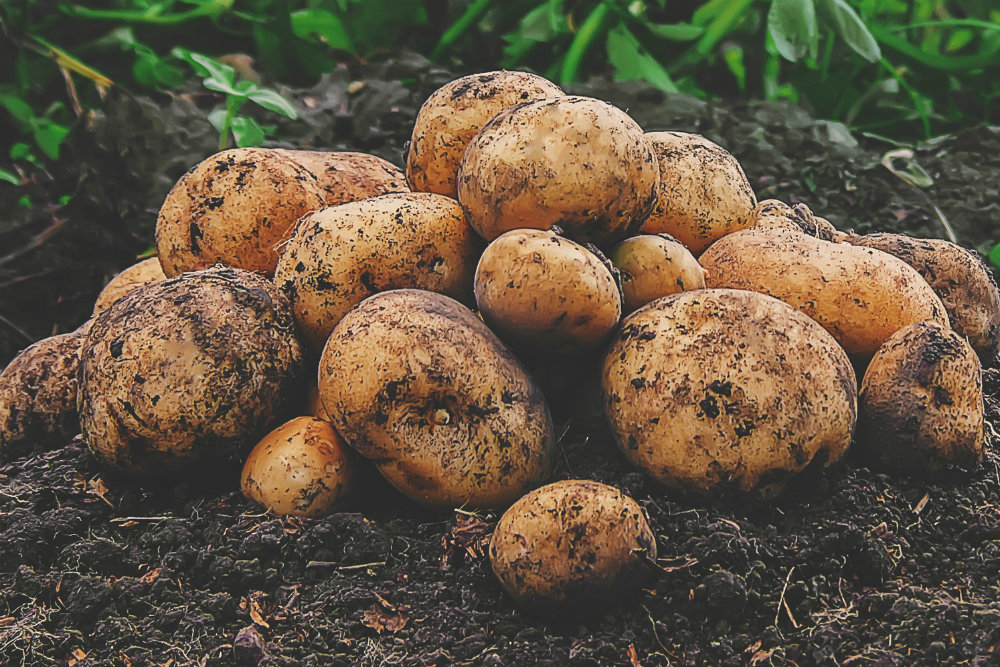 Наш картофель!